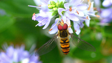 Garten-Schwebfliege (11).jpg